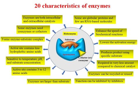 The characteristics of enzymes - Biology Brain