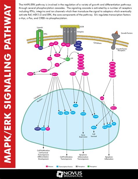 MAPK/ERK Signaling Pathway | Medical laboratory science, Biochemistry, Cell biology