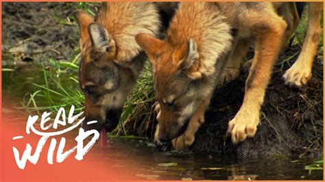 The Impact Of Captivity On Germany's Wolves | 4K Wildlife Documentary ...