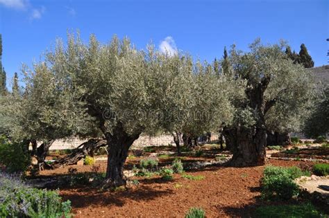 Garden of Gethsemane.Thousand-year Olive Trees Stock Image - Image of israel, landmark: 16884943