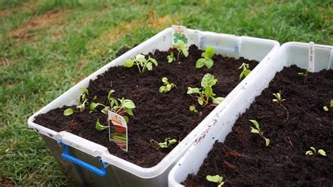 How to Turn $3 Storage Containers Into an Edible Garden - YouTube