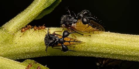 The Brazilian Treehopper: A Fascinating Insect - mousetimes