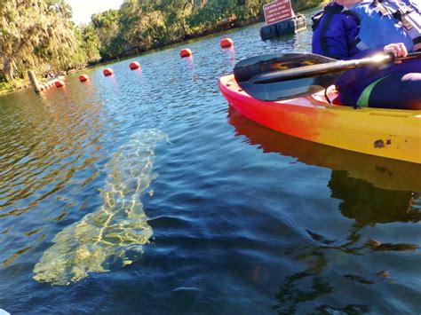 manatee tours blue springs - Florida Kayaking Tours