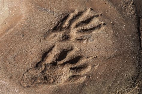 Quiz: Can You Correctly Identify These 10 Wildlife Tracks? | OutdoorHub