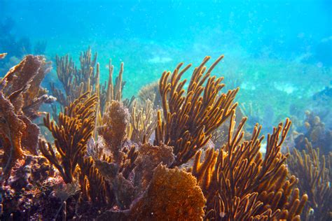 NOAA’s Coral Reef Conservation Program Awards Over $8.3 Million in Grants