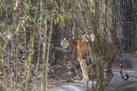 Wild Royal Bengal Tiger with Cubs in Jungles of India Stock Image ...