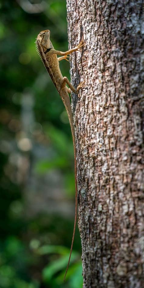 Lizard with an amazing long tail - About Wild Animals