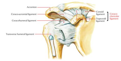 Coracoclavicular Ligament – Earth's Lab