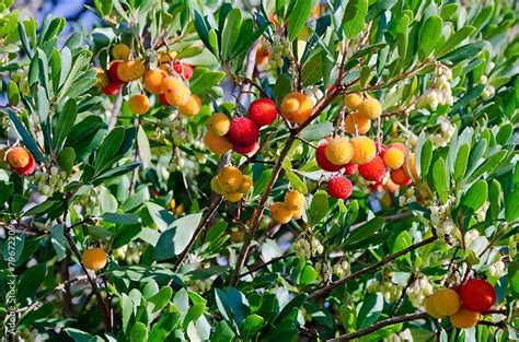 Arbutus Stock Photo | Adobe Stock