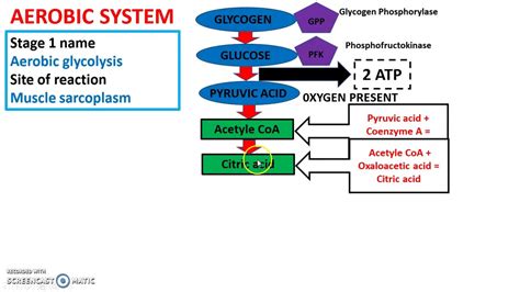 Aerobic energy system - Pre lesson 2019 - YouTube