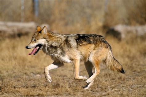 File:Mexican Wolf 2 yfb-edit 1.jpg - Wikipedia