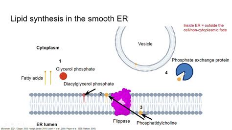 The cell membrane: Synthesis of membrane lipids - YouTube