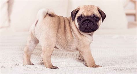 Pug Dachshund Mix - Did You Know About This Up And Coming Hybrid?