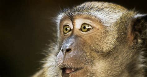 Monkey develops AUTISM symptoms in world first as it's given ...