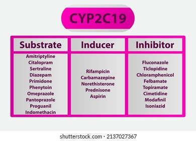 Cyp3a4 Cytochrome P450 Enzyme Substrates Inducers: เวกเตอร์สต็อก (ปลอดค่าลิขสิทธิ์) 1969638763 ...