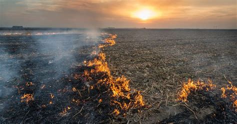 Crop Burning Adding to Delhi Smog, Reveal NASA Images