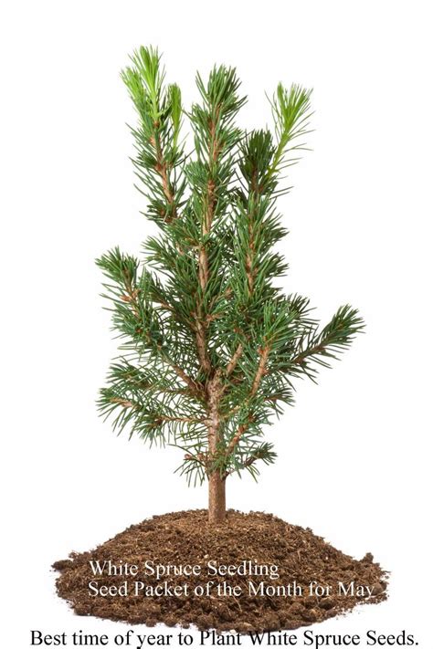 Grow a white spruce seed this May , it will develop and be on its own ...