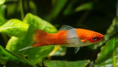 Swordtail Fish Care: Types, Breeding & More - Everything Fishkeeping