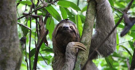 Saving the sloths