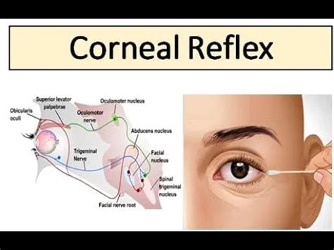 Blink Reflex (Corneal Reflex) - A Comprehensive Guide