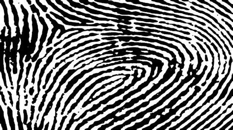 Black And White Fingerprint Pattern Free Stock Photo - Public Domain ...