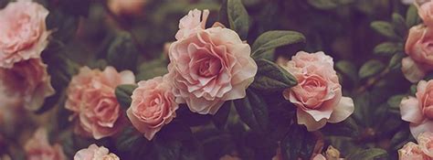 Roses Facebook Covers 2014 Flowers Facebook 3905profile.jpg | Imvu ...