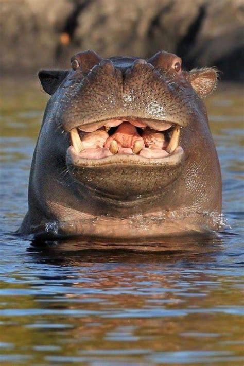 53 Baby Hippos That Will Make Everything Better | Smiling animals, Cute animals, Animals wild