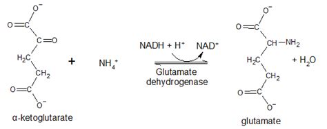 10.4: Amino Acid Synthesis - Chemistry LibreTexts