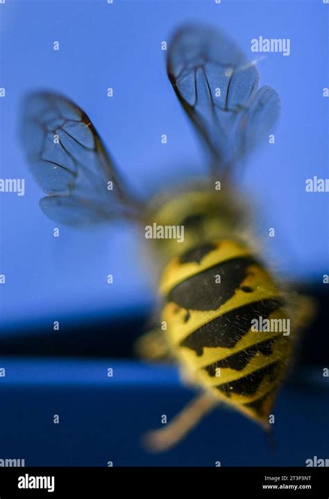 Leipzig, Germany. 26th Oct, 2023. View of the abdomen of a wasp ...