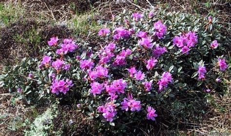 Rhododendron lapponicum - Alchetron, the free social encyclopedia