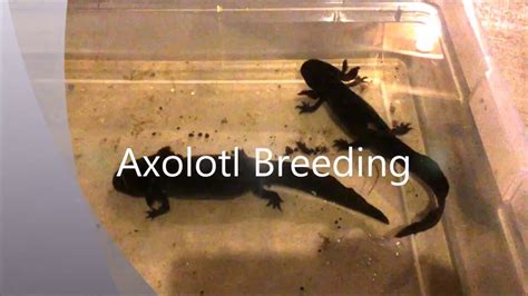 Axolotl Breeding - YouTube