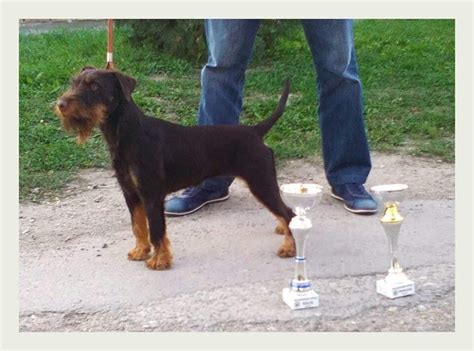 Jagdterrier Puppies for Sale - Pickup or Shipped Iowa — Mule Creek ...