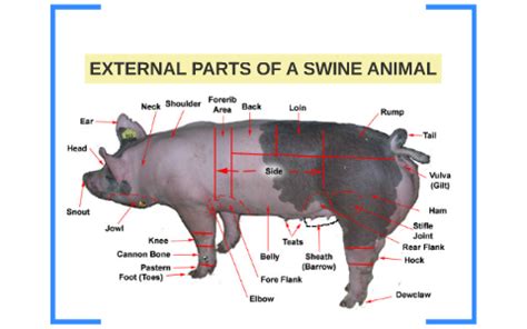 External Anatomy Of Pig - Anatomy Reading Source