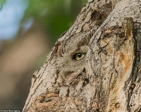 Sneaky bird of prey find the perfect camouflage while sleeping on a tree... | Daily Mail Online