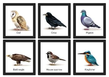 Bird species flashcard by Monly design | Teachers Pay Teachers