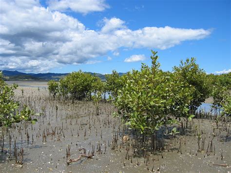 Rozaini Othman (Guru Cemerlang Biologi): Mangrove swamps (Colonisation & Succession)