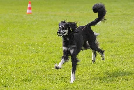 10 Muzzle velocity Stock Pictures, Editorial Images and Stock Photos | Shutterstock