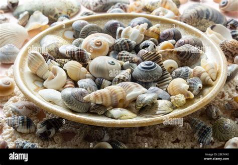 Decorative seashell dish Stock Photo - Alamy