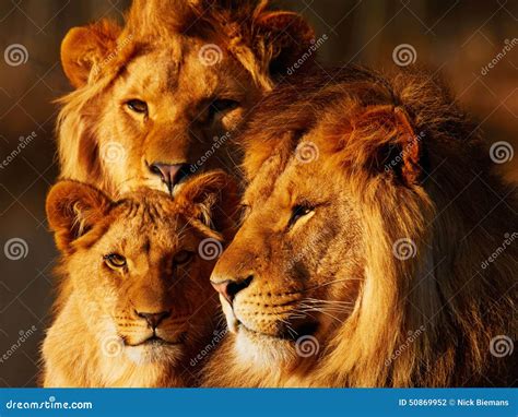 Lion family close together stock photo. Image of closeup - 50869952