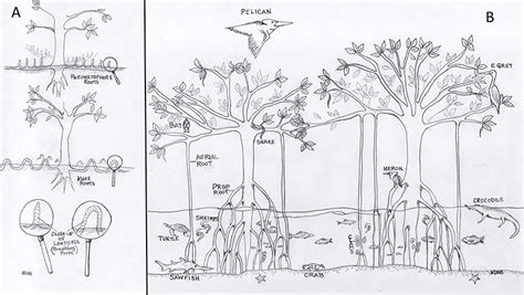 Mangrove Madness: What Are Mangroves and Why Do We Care About Them ...