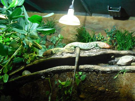 Caiman Lizard Enclosure - 16/02/2011 » Chester Zoo Gallery | Caiman ...