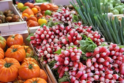 French Breakfast Radish (250+ Seeds) - Georgia Seed & Garden