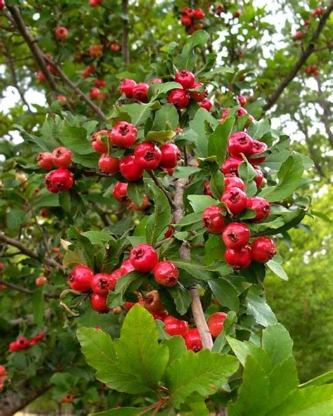 Permaculture Plants: Mayhaw | Temperate Climate Permaculture | Edible ...