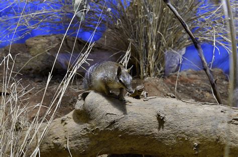 The Numbat - Animal Corner