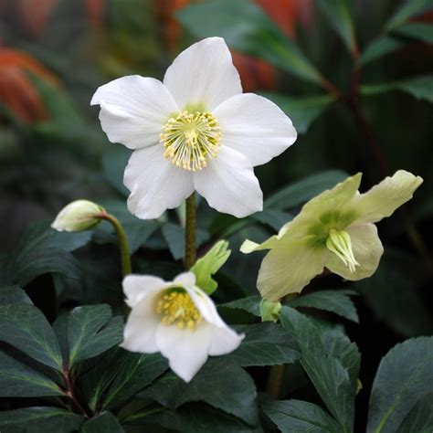 Buy Christmas rose Helleborus niger