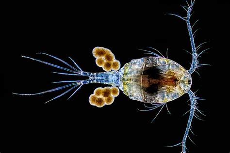 Copepod - Dorsal view | Microscopic photography, Deep sea creatures ...