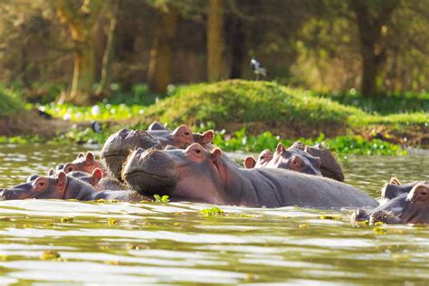 Lake Naivasha National Park | Guide, Prices, Weather [2024]