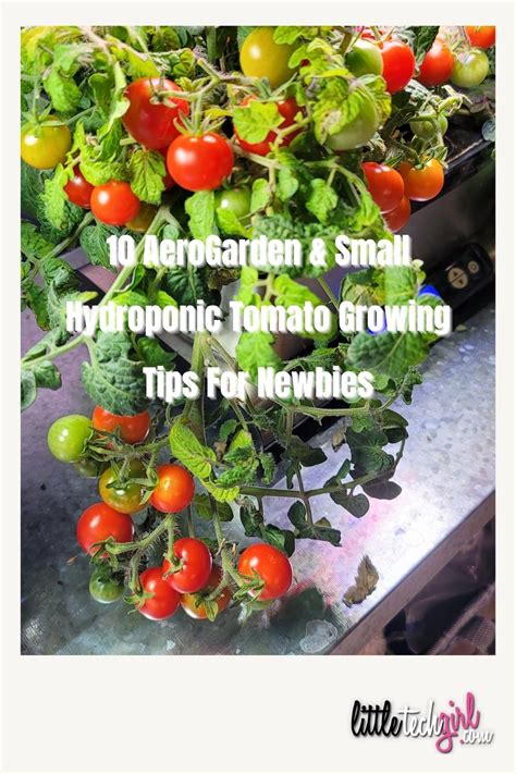 10 AeroGarden Tomato Growing Tips For Newbies