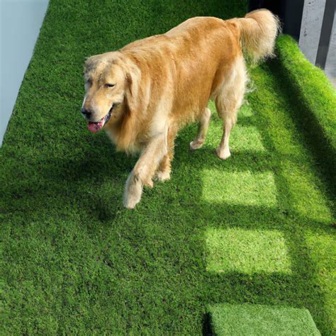 Is Artificial Grass Too Hot for Dog Paws?