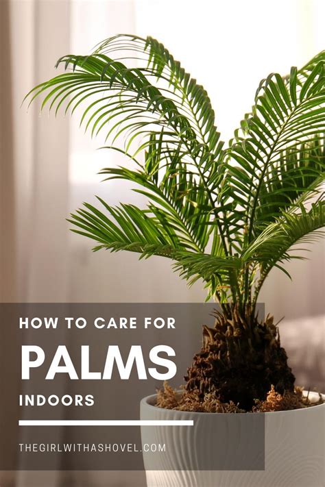 The 3 Keys to Successful Palm Plant Care | Palm plant care, Palm plant, Indoor plants low light